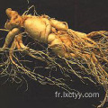 panax ginseng de haute qualité